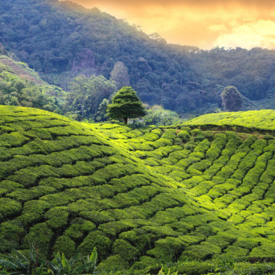 9 Best Honeymoon Spots in West Bengal