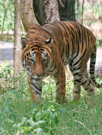 Top 12 Tiger Reserves in India: The Best Places to See Tigers