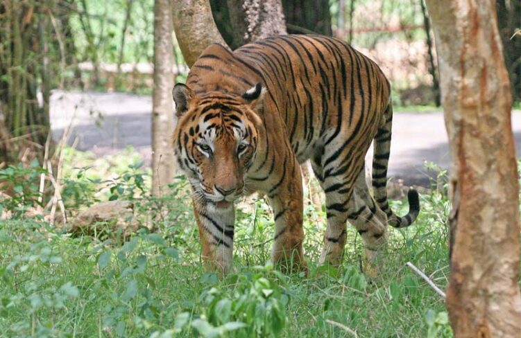 Top 12 Tiger Reserves in India: The Best Places to See Tigers