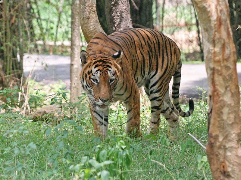 Top 12 Tiger Reserves in India: The Best Places to See Tigers