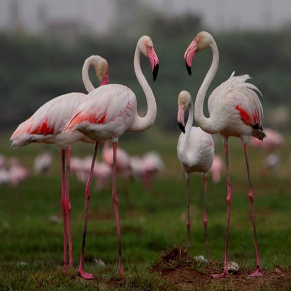 15 of the most famous bird sanctuaries in India to visit and enjoy