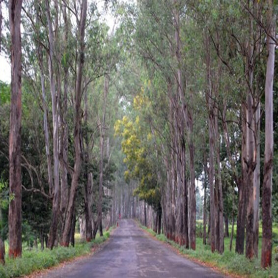 Dadra and Nagar Haveli Festival