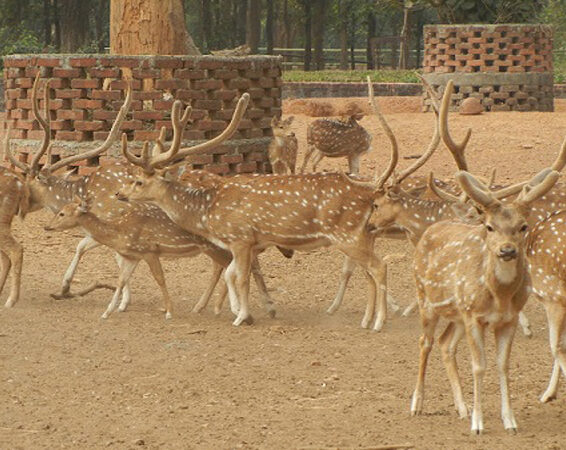 Famous Reserves and Parks in Jharkhand