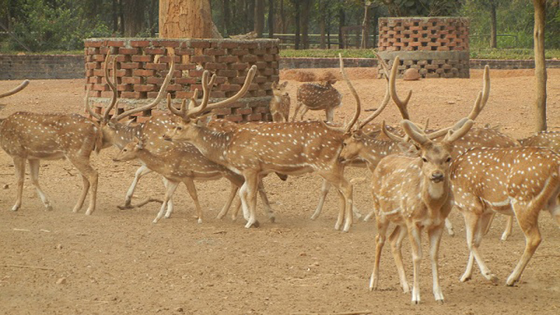Famous Reserves and Parks in Jharkhand