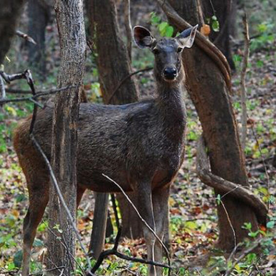 Famous Reserves and Parks in Odisha