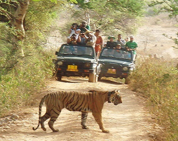 Parks and Reserves in Madhya Pradesh