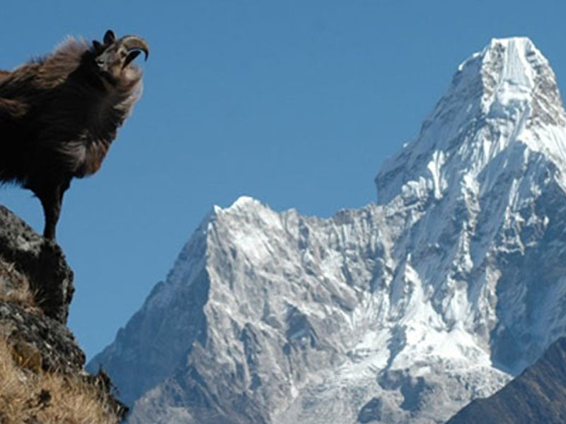 Top 3 National Parks in Himachal Pradesh